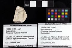 Foto (Objket + Etiketten) von Mundopsidae indet. 